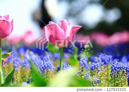 Pink tulips blooming in spring flowerbed Pink tulips blooming in spring flowerbed 127915335