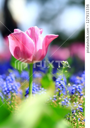 Pink tulips blooming in spring flowerbed Pink tulips blooming in spring flowerbed 127915336
