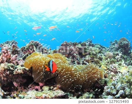 Underwater image of tropical country 127915493