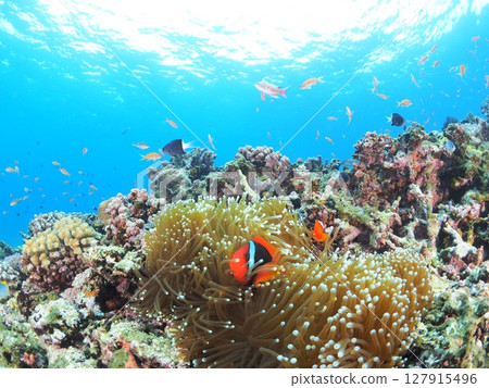Underwater image of tropical country 127915496