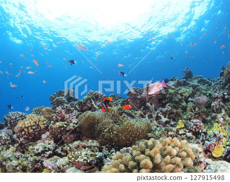 Underwater image of tropical country Underwater image of tropical country 127915498