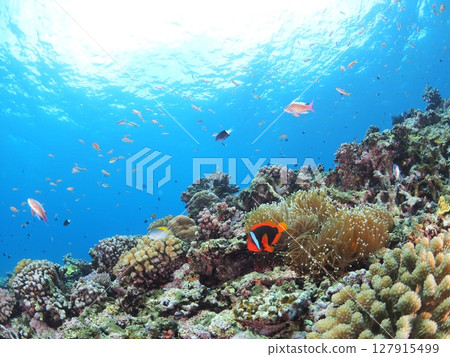 Underwater image of tropical country 127915499