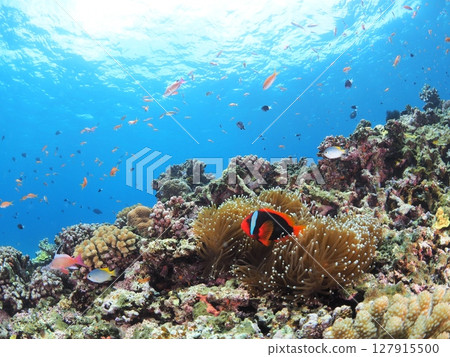 Underwater image of Okinawa Underwater image of Okinawa 127915500