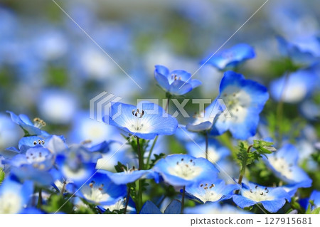 Park where nemophila flowers are in full bloom Park where nemophila flowers are in full bloom 127915681