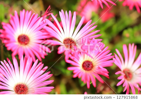Pink cute flower Pink cute flower 127915868