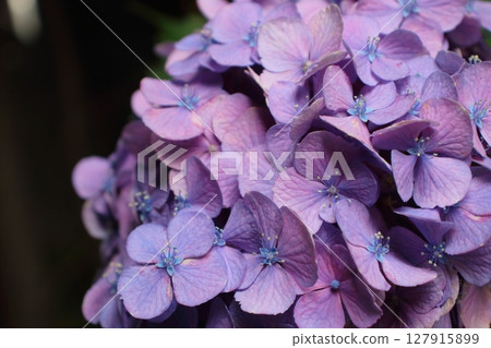 Hydrangea after the rain, deep purple Hydrangea after the rain, deep purple 127915899