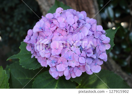 黑暗中綻放的繡球花,為雨季的夜晚增添色彩 黑暗中綻放的繡球花,為雨季的夜晚增添色彩 127915902