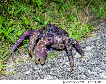 Coconut crab from Taketomi Island (Taketomi Town, Okinawa Prefecture) 127916059