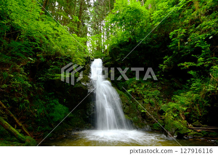 初夏的甲子瀑布（岐阜縣櫛原七瀑） 127916116