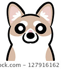 Corgi dog looking straight ahead 127916162