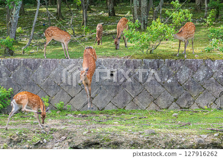 Deer in Nara Park, Araki Park Deer in Nara Park, Araki Park 127916262