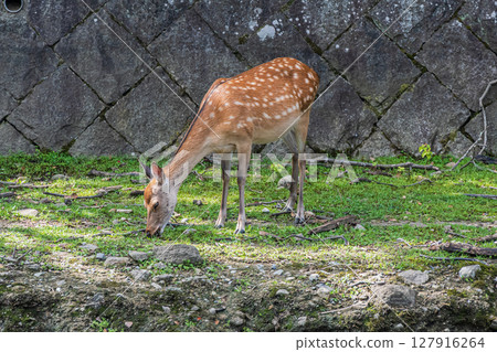 Deer in Nara Park, Araki Park 127916264