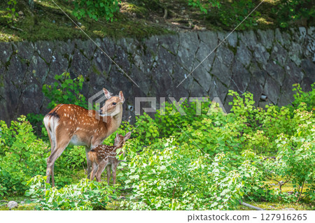 Mother and child deer at Araki Pond in Nara Park 127916265
