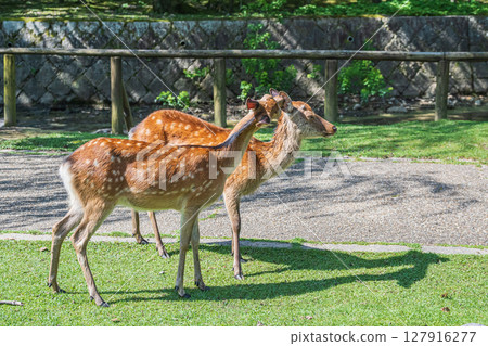 奈良公園荒木池公園，鹿在幫朋友梳理毛髮 127916277