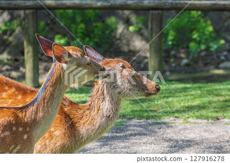 Deer grooming their friend, Araki Pond Park, Nara Park Deer grooming their friend, Araki Pond Park, Nara Park 127916278