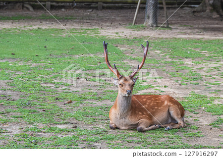 Male deer in Nara Park, Nara City 127916297