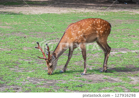 A male deer eating grass in Nara Park, Nara City 127916298