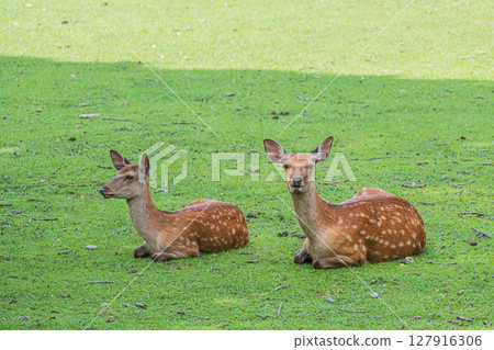 奈良市奈良公園,一隻母鹿棲息在樹蔭下 奈良市奈良公園,一隻母鹿棲息在樹蔭下 127916306