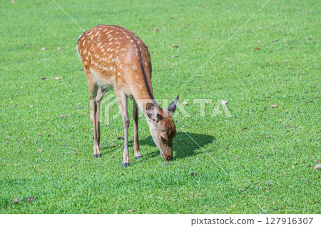 A female deer eating grass in Nara Park, Nara City 127916307