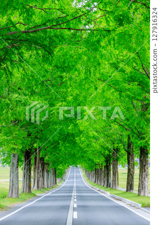 Metasequoia trees in early summer, Makino Highlands, Takashima City, Shiga Prefecture 127916324