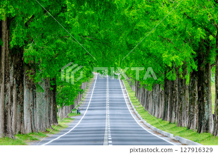 Metasequoia trees in early summer, Makino Highlands, Takashima City, Shiga Prefecture 127916329