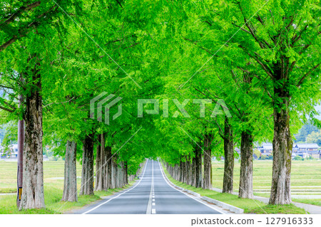 Metasequoia trees in early summer, Makino Highlands, Takashima City, Shiga Prefecture 127916333