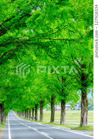 Metasequoia trees in early summer, Makino Highlands, Takashima City, Shiga Prefecture 127916334