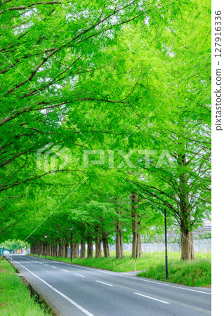 Metasequoia trees in early summer, Makino Highlands, Takashima City, Shiga Prefecture 127916336