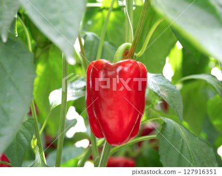 辣椒的溫室栽培 辣椒的溫室栽培 127916351