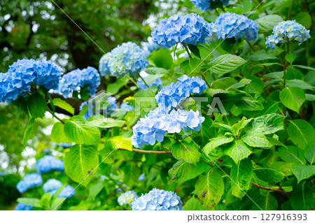 埼玉縣美濃山公園的繡球花 埼玉縣美濃山公園的繡球花 127916393