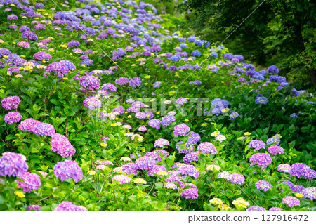 埼玉縣美濃山公園的繡球花 埼玉縣美濃山公園的繡球花 127916472