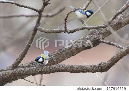 A pair of great tits playing on a branch 127916539