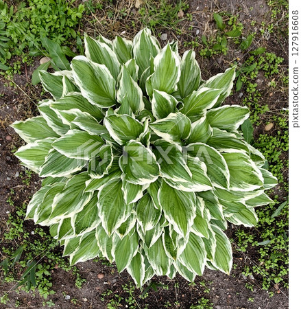 decorative hosta plant showcasing vibrant green leaves with white edges in natural garden setting. 127916608