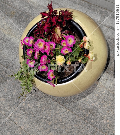 colorful flower arrangement in decorative planter on sunny day in modern outdoor setting. closeup. 127916611