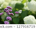 白色蝴蝶柳花帽 127916719