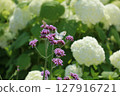白蝴蝶、柳花帽和白繡球花 127916721