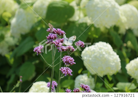 白蝴蝶、柳花帽和白繡球花 白蝴蝶、柳花帽和白繡球花 127916721