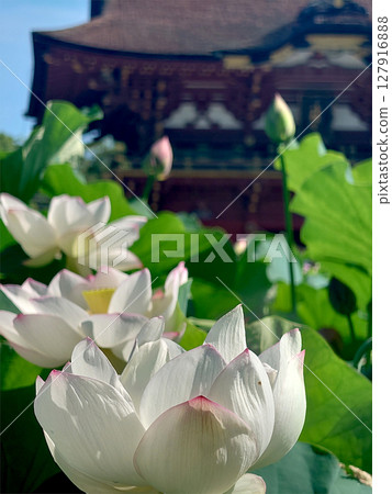 Lotus flower in Japanese shrine / Lotus flowers starting to bloom in the lotus pond of the shrine 127916888