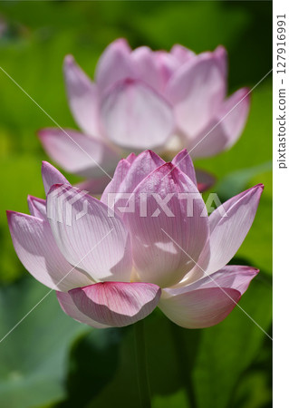 Lotus flower in Japanese shrine / Lotus flowers starting to bloom in the lotus pond of the shrine 127916991