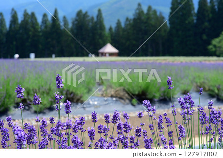 Deep purple early blooming at Misato Lavender Garden in Akita Prefecture 127917002