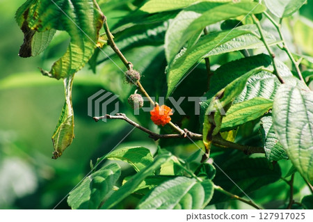 Fruit of the oyster 127917025