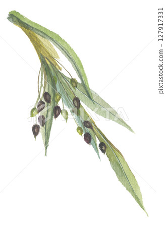 Pearl barley painted in watercolor Pearl barley painted in watercolor 127917331