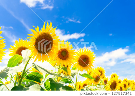 Sunflower field 127917341
