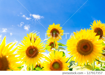 Sunflower field Sunflower field 127917357