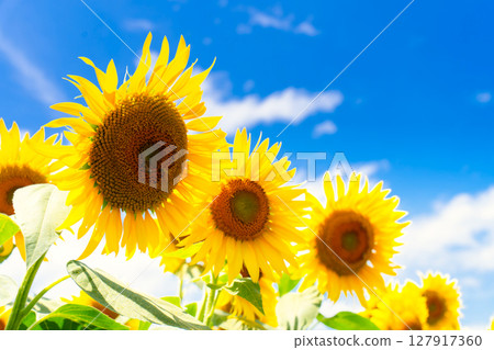 Sunflower field Sunflower field 127917360