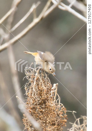 Winter wild birds pecking at fruit Winter wild birds pecking at fruit 127917408
