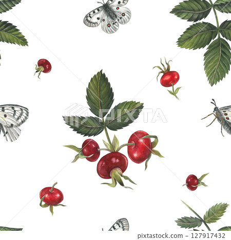 Seamless watercolor pattern of red berries rose hips and white butterfly apollo isolated on white background handdrawn Seamless watercolor pattern of red berries rose hips and white butterfly apollo isolated on white background handdrawn 127917432