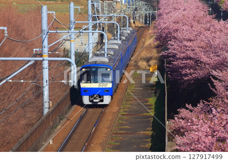 京急600系列藍天列車駛過河津櫻花 京急600系列藍天列車駛過河津櫻花 127917499