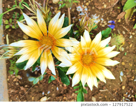 Yellow Gazania 127917522