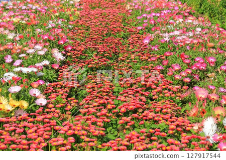 紅色雛菊花 紅色雛菊花 127917544